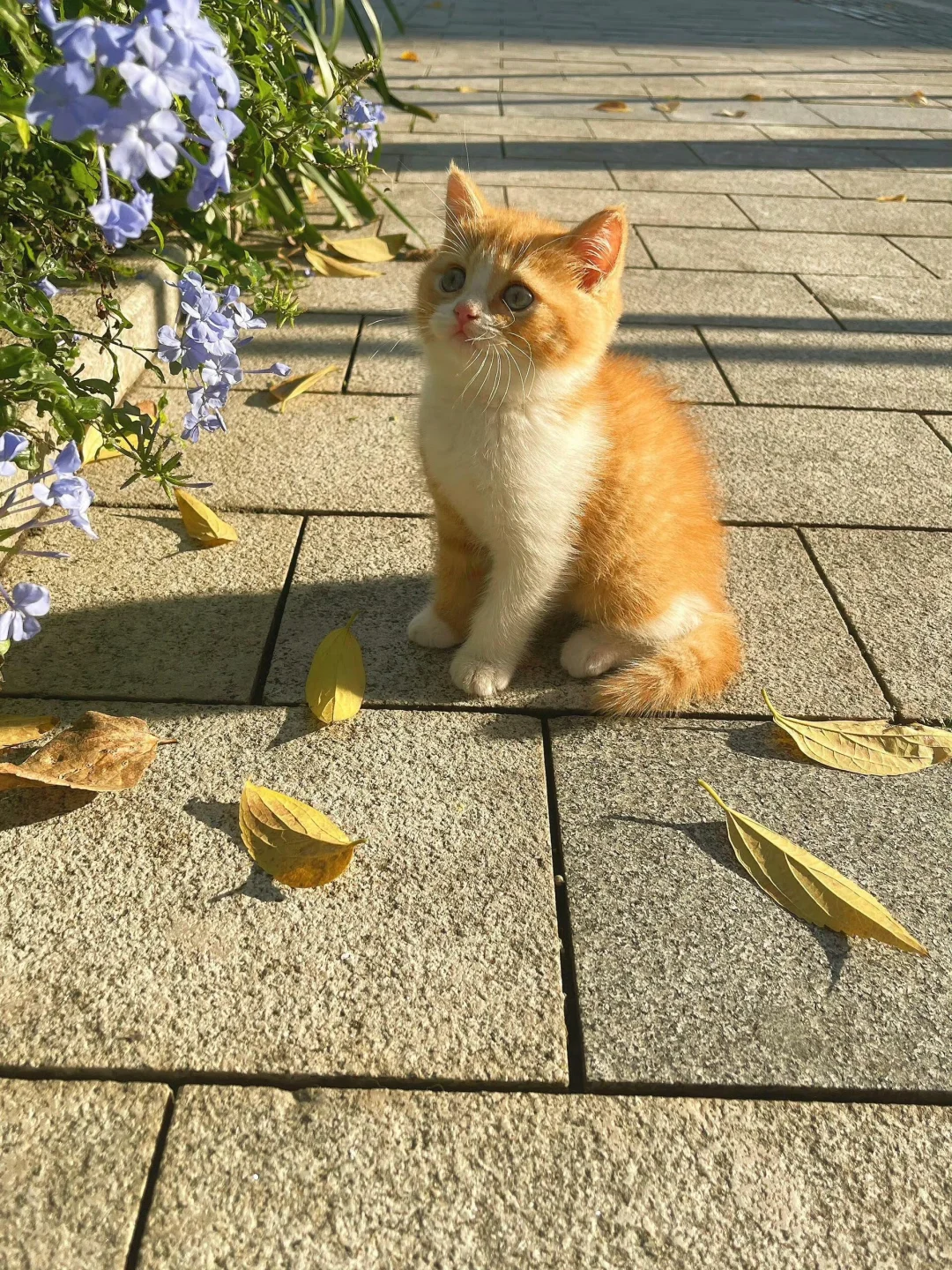 “在路边偶遇到小猫赏花”