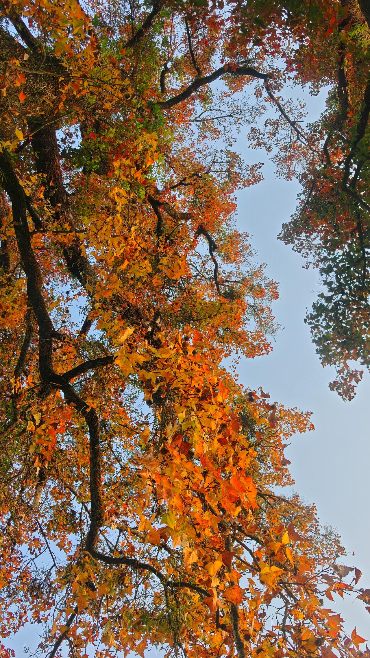 枫叶红如火，秋意满山间。