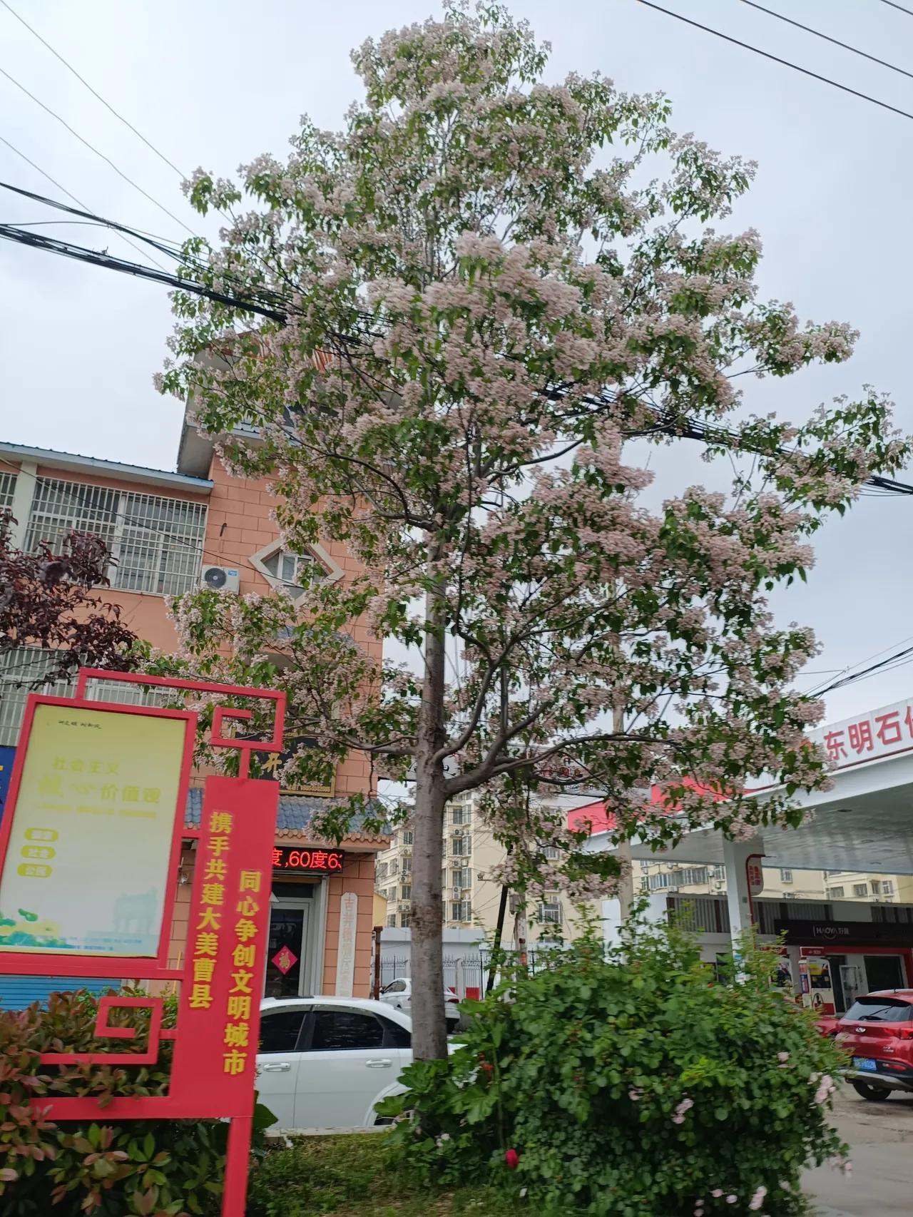 材貌双全的“百木之王”——楸树



       谷雨来，春将逝。草木繁盛，万