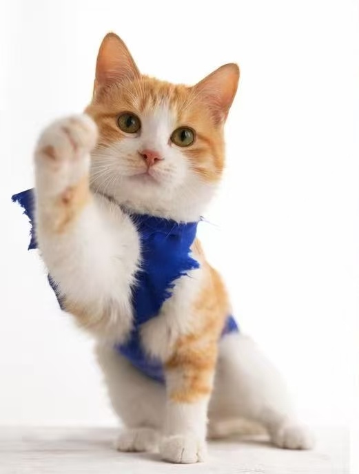 北京领养北京猫咪领养 午后奇遇捡到的社牛小猫咪，现在在等一个家。午后，我远远看见
