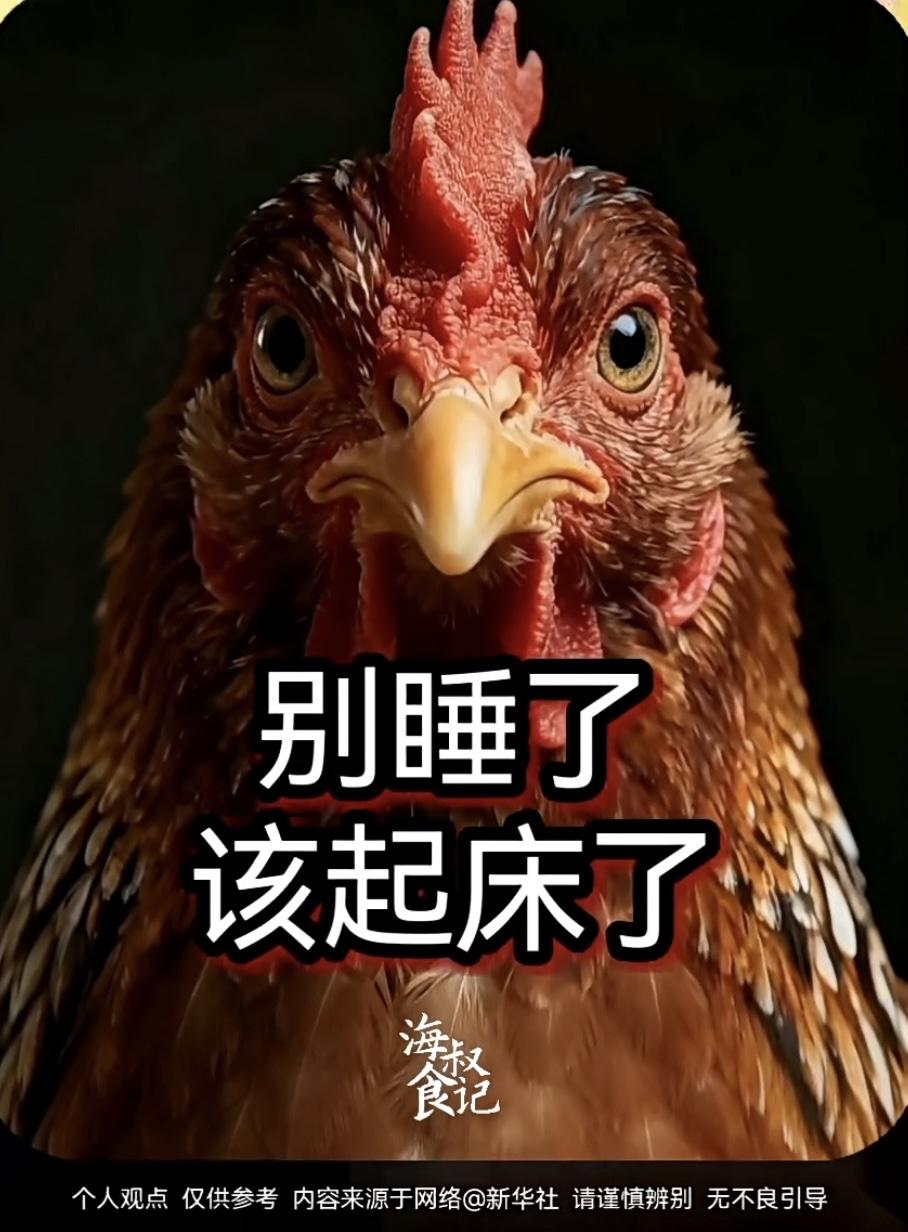 别睡了，该起床了，鸡都叫了！