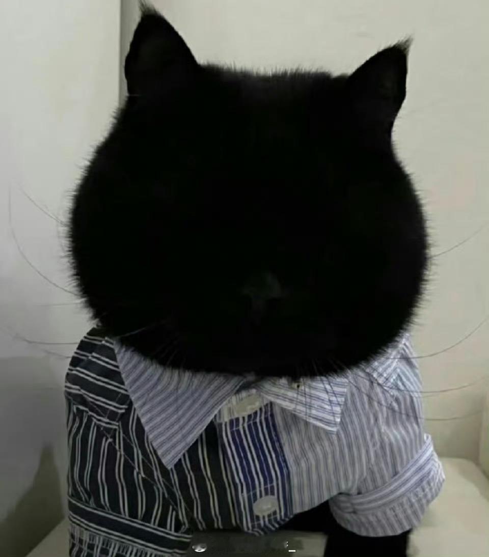 给我家猫咪取个不带黑的名字吧 ​​​