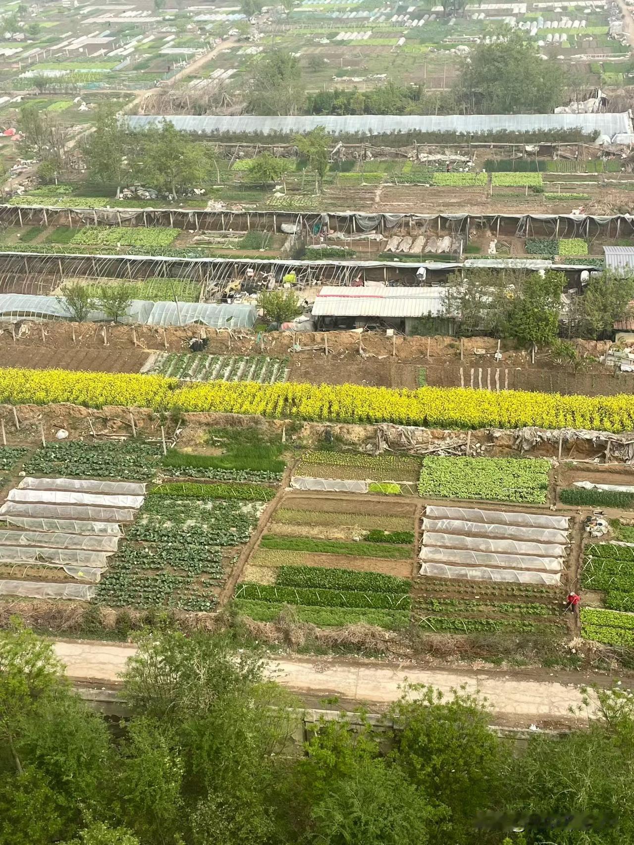 晒出你的本地生活春天了，多少人想去地里“薅点福利”[呲牙]