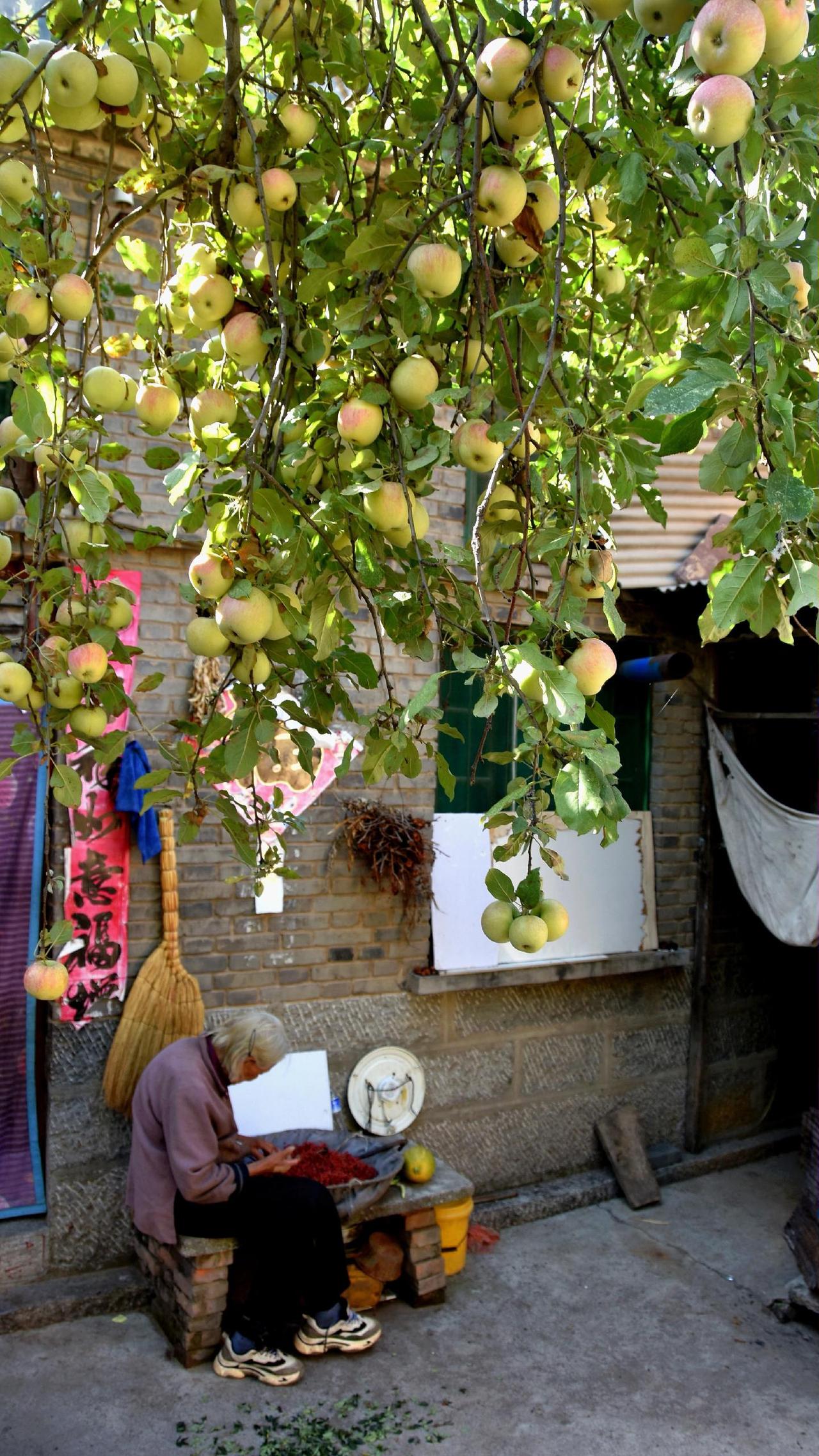 还是那个秋天（五）农村生活
