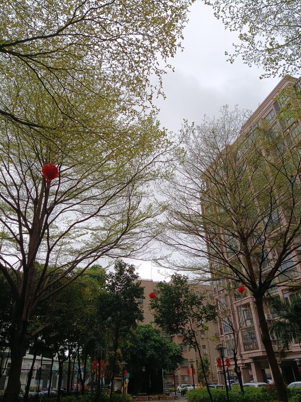 晒图大赛春天来了，这树叶都抽出了新枝，在阳光照射下真的好美，特别是那红色的叶子，