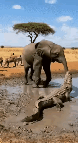 螳螂捕蝉，黄雀在后！