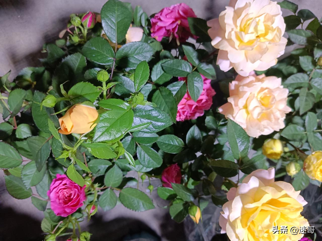 走投无路的时候摆地摊丢人吗？

一点都不丢人。
 
靠自己双手吃饭，不偷不抢、不