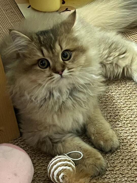 阿miu也是吃上麦富迪奶弗烘焙猫粮啦！