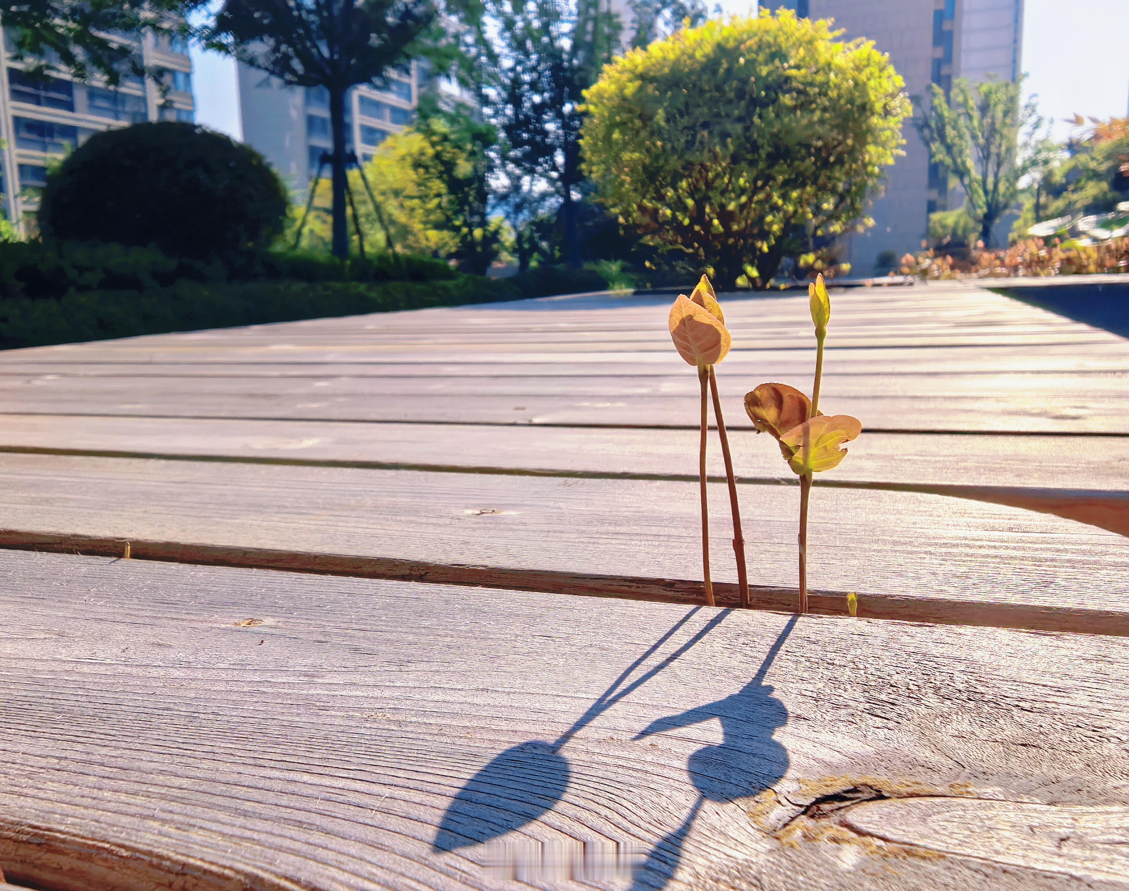 人生记录夹缝生存 