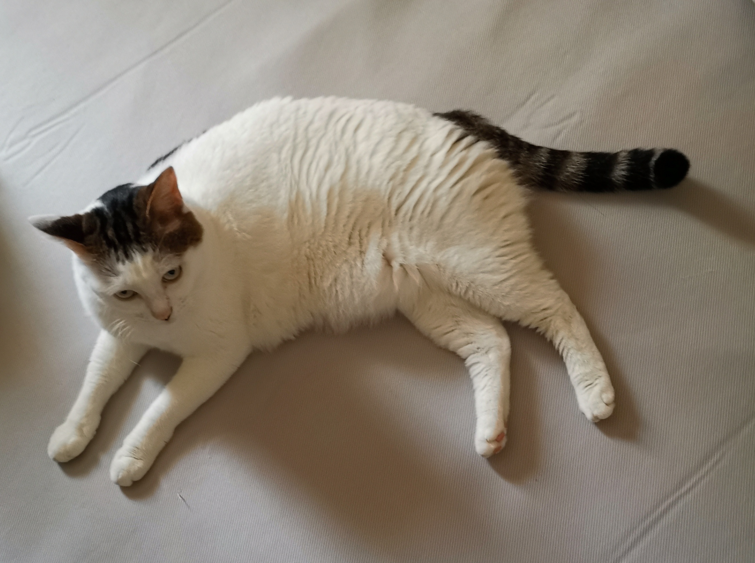 猫宁。今日多帅强弟。一日二猫，今日无洋猫，上一张稀见的异瞳三花猫，中猫蹭石板。