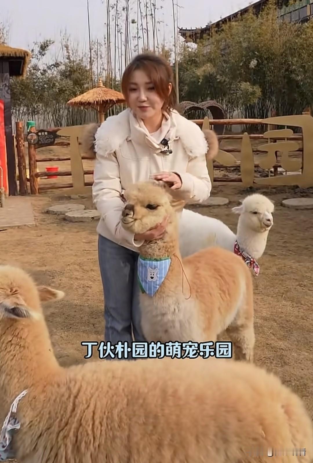 江都丁伙朴园萌宠乐园开园啦！
 
扬州遛娃党速冲！丁伙朴园新开的萌宠乐园也太香了