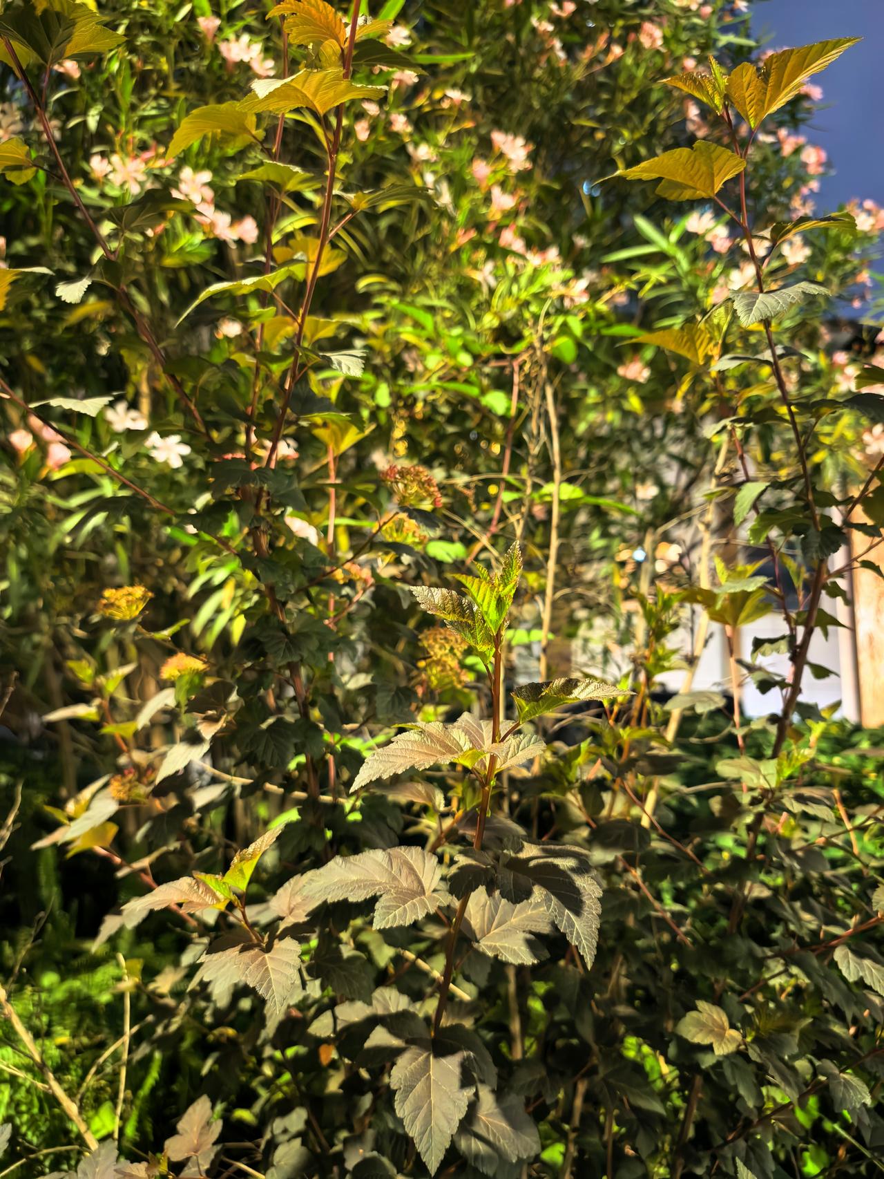 浪潮信息A股本周走势分析及展望

一、本周（截至2026年4月24日收盘）走势分