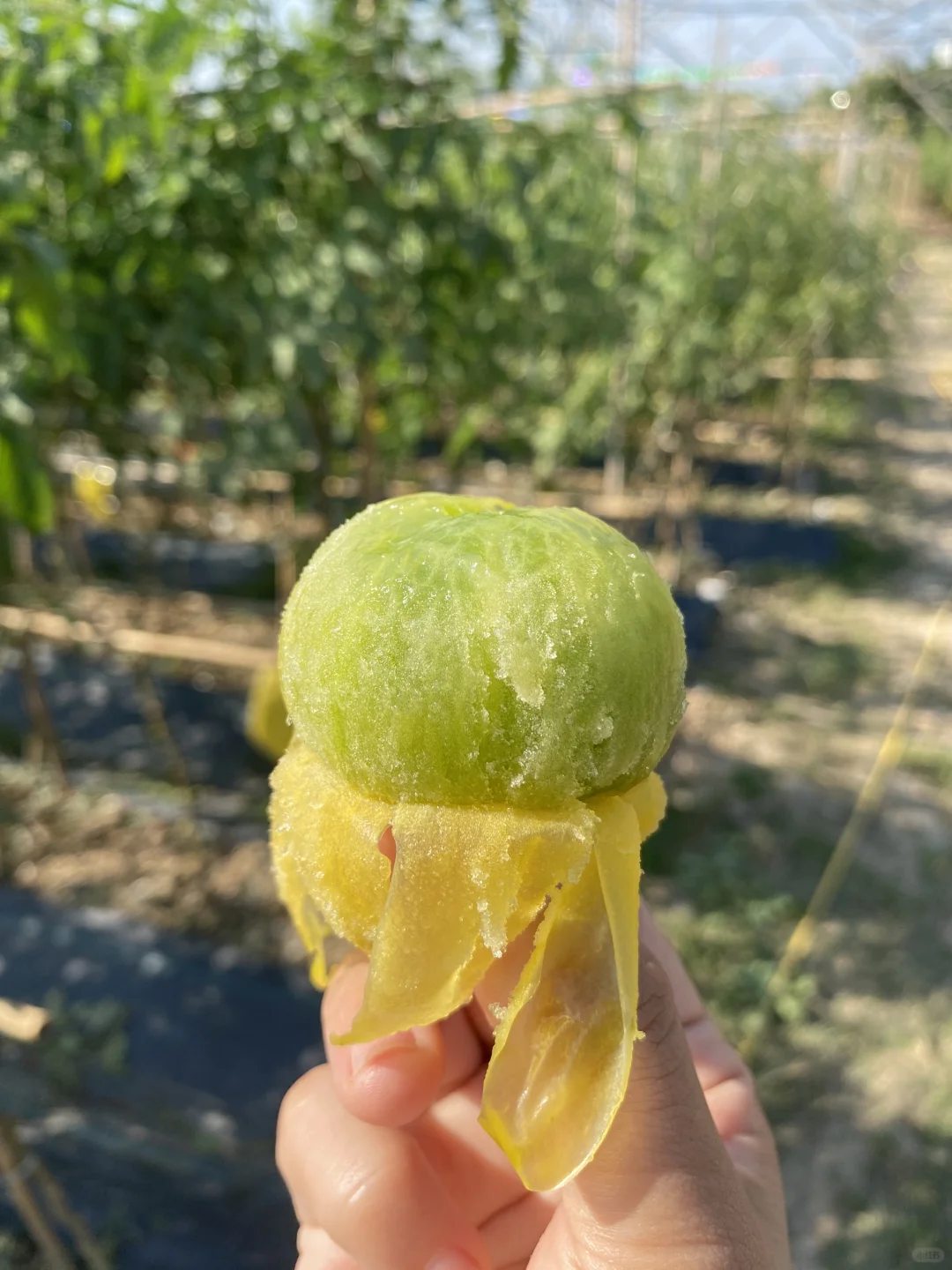 我宣布贼不偷就是我最喜欢的番茄🍅