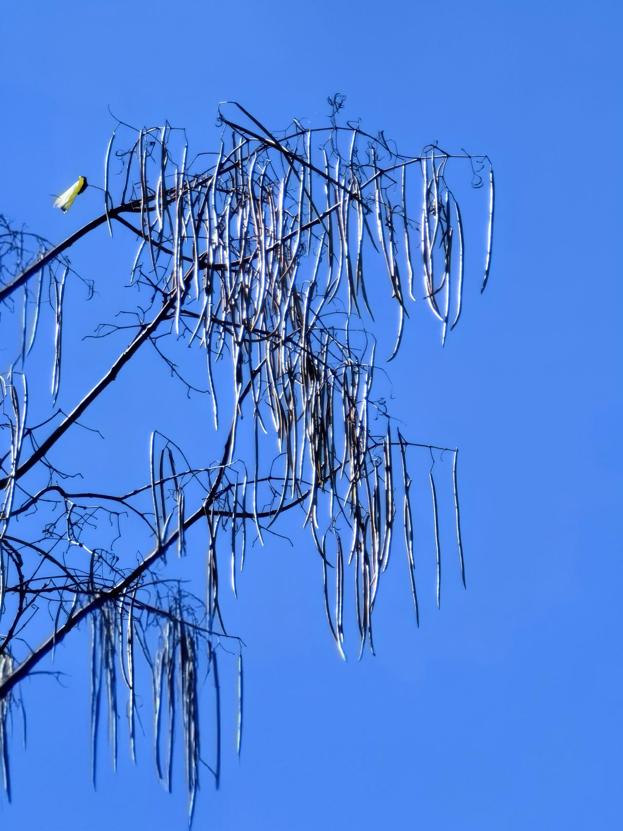 🍃这是梓树，民间叫它豆角树、筷子树。丹东、凤城一带也有人叫它“臭梧桐”的，因它