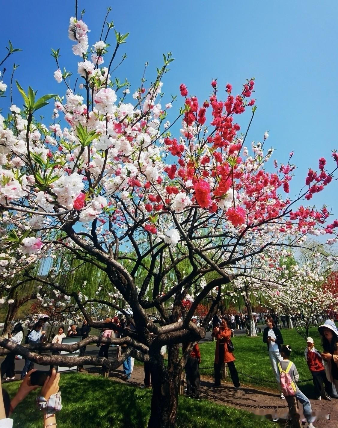 徒步杭州西湖白堤，从断桥到孤山，从白堤到苏堤，目光所及，皆是这生机盎然的配色——