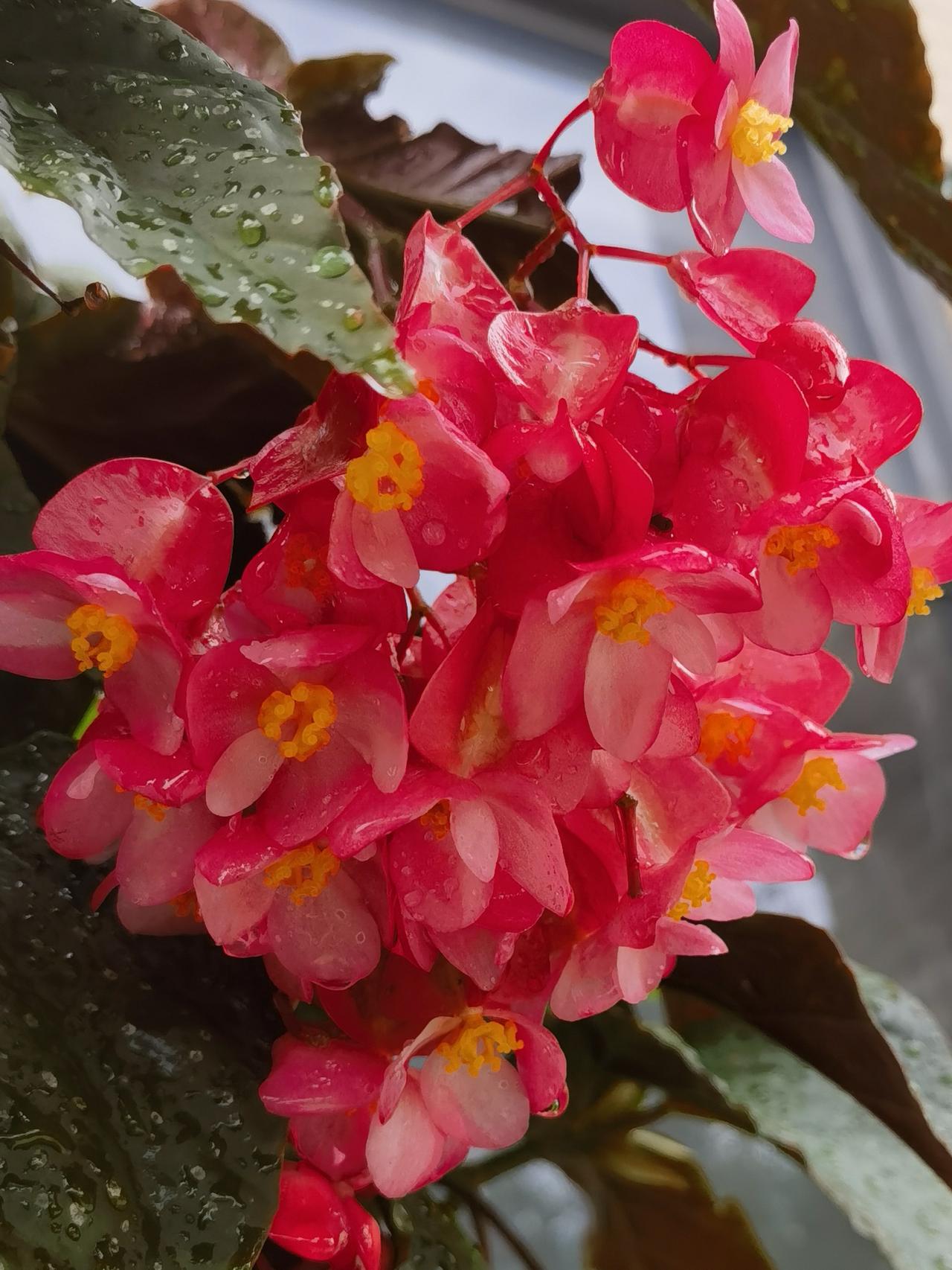 无论春秋，海棠依旧，蜂飞蝶绕，安能辨我是雌雄？
秋海棠花小而数量繁多，团团簇簇使