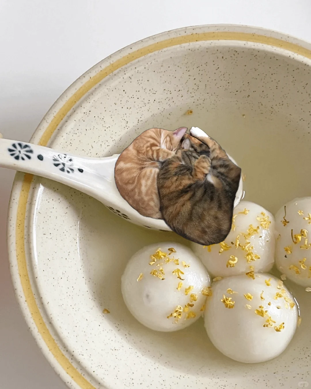 一口一个啦猫猫汤圆🥄