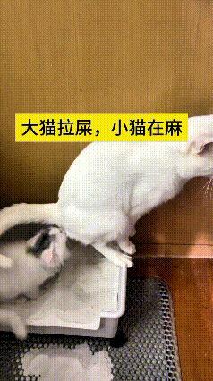 乖乖嘞，这个视频我翻来覆去看了十来遍，每一回都笑到飙眼泪。
大猫正方便嘞，小猫搁