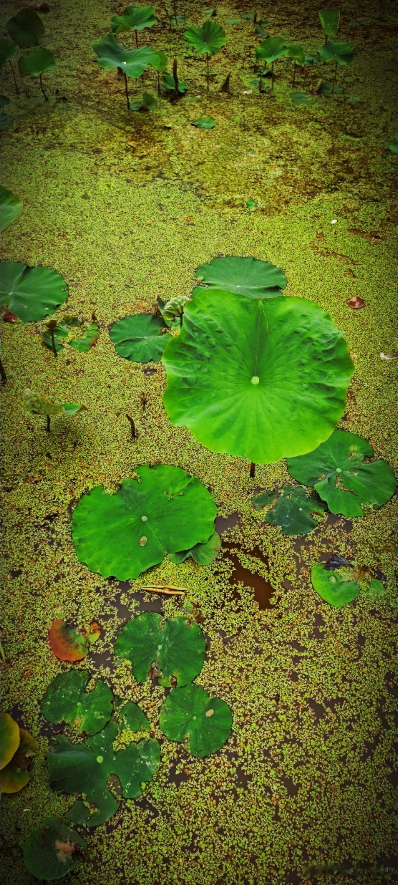 疏解自己内心的过程就是思绪万千的时候，人心最怕想太多。想得越多，计较越多，痛苦和
