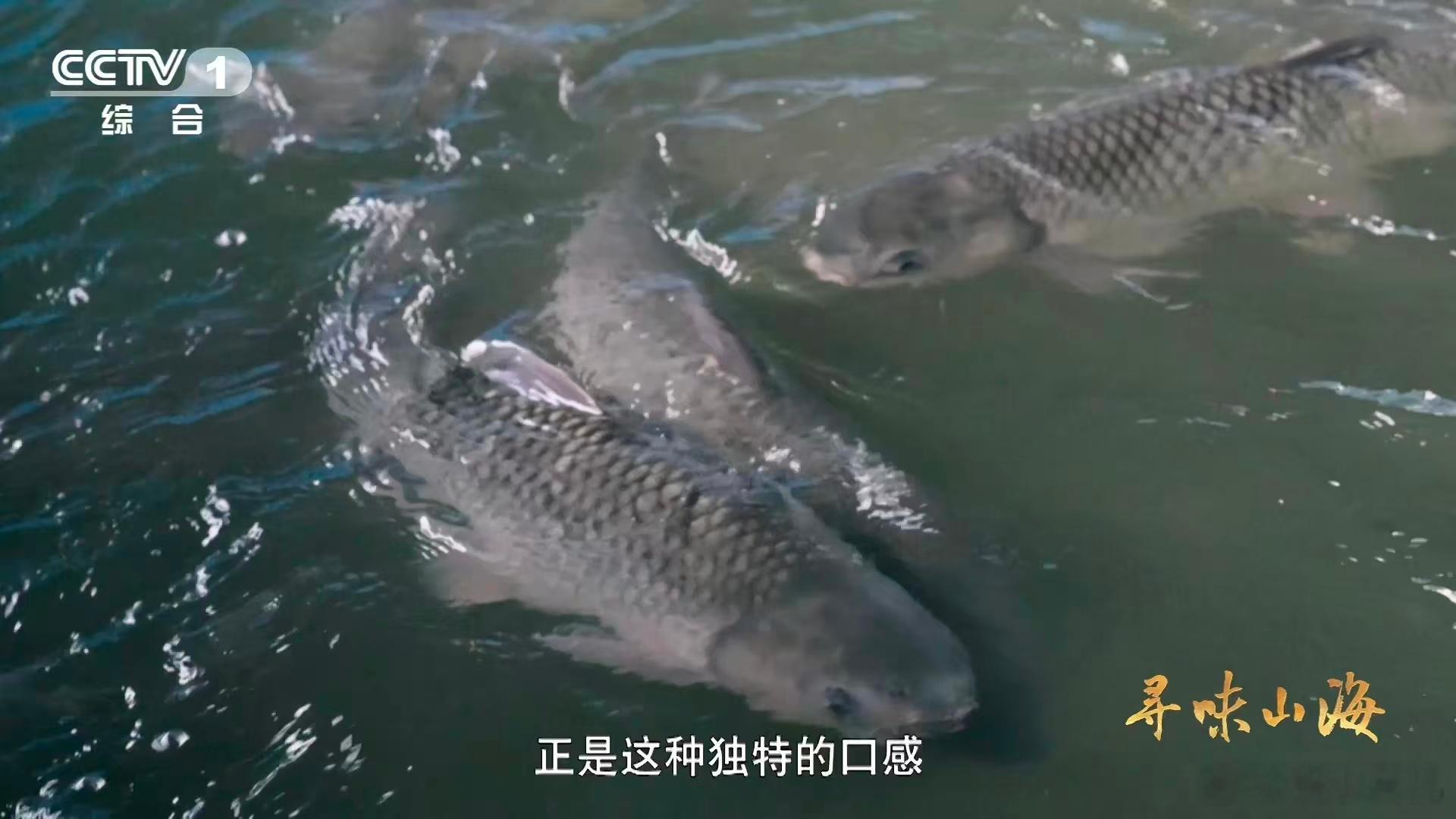 这种草鱼吃着好脆吃120天蚕豆后鱼变脆了脆肉鲩的爽脆口感藏着独家秘诀！投喂发酵蚕