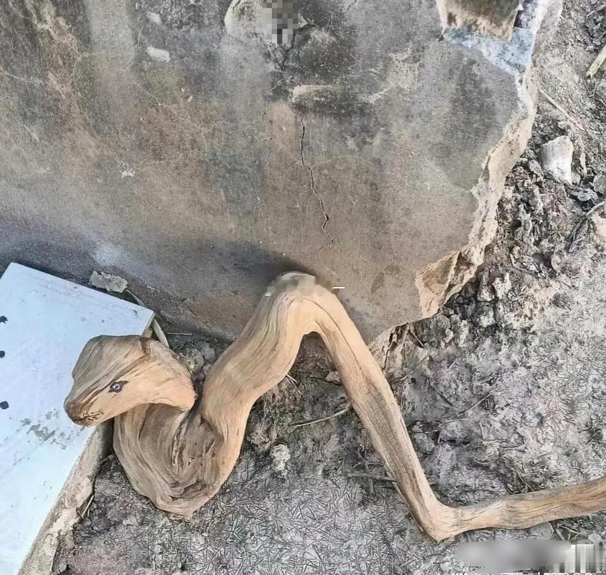 没有渡劫成功这事儿 