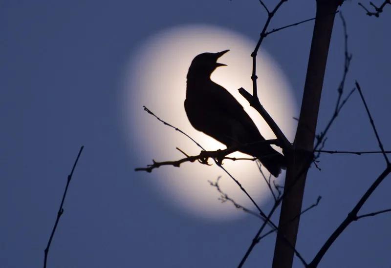 候鸟
候鸟南飞喜鹊留，
松青树上唱无忧。
虽说已是秋枫晚，
鹊踏霜叶登枫头。