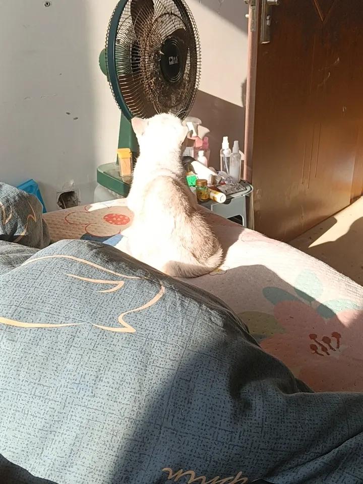 分享一张你家小猫咪的照片