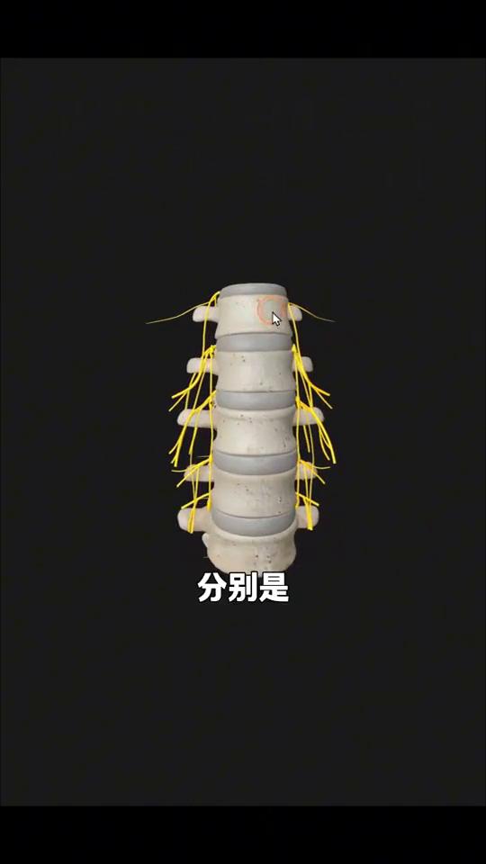 四分钟讲清楚腰椎的结构。
让我们用拆积木的方式轻松搞懂腰椎的精密设计，它可是人体