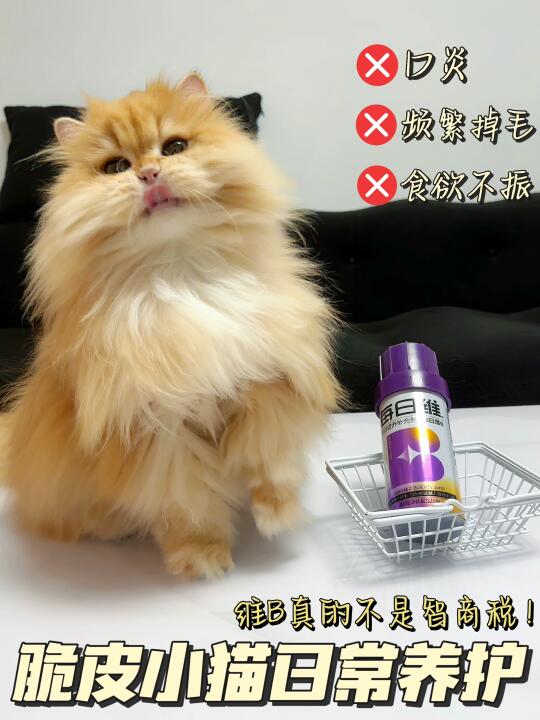 猫咪补充日常营养 还得看Mag每日维B！