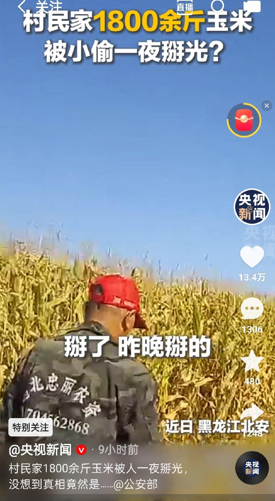 “我偷苞米是因为家里大鹅没吃的”黑龙江北安，农户家一夜之间就被人扒走1800斤多