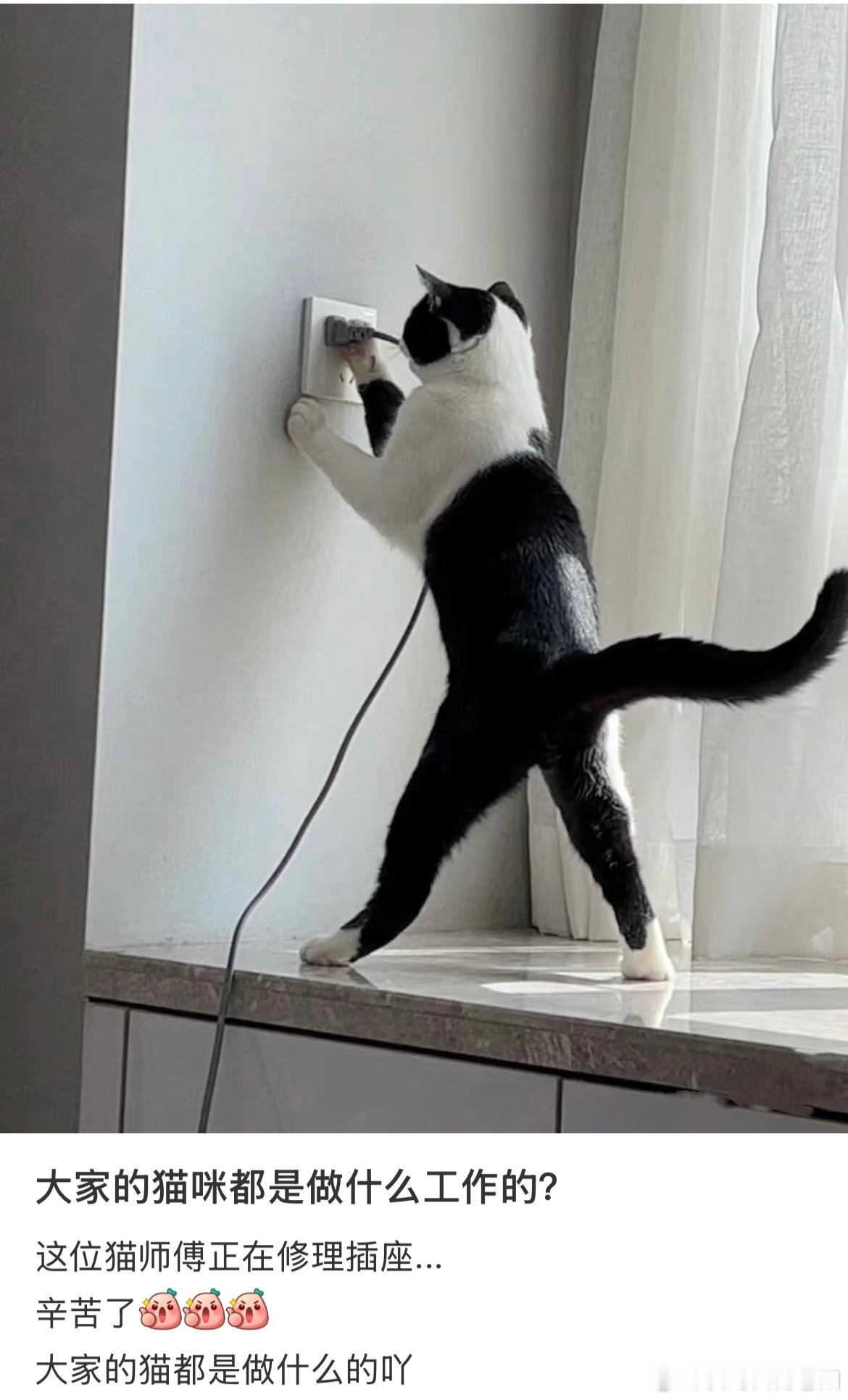 大家的猫师傅都是做什么工作的？ ​​​