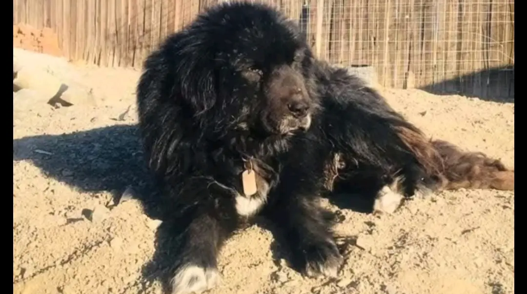 蒙古牧羊犬