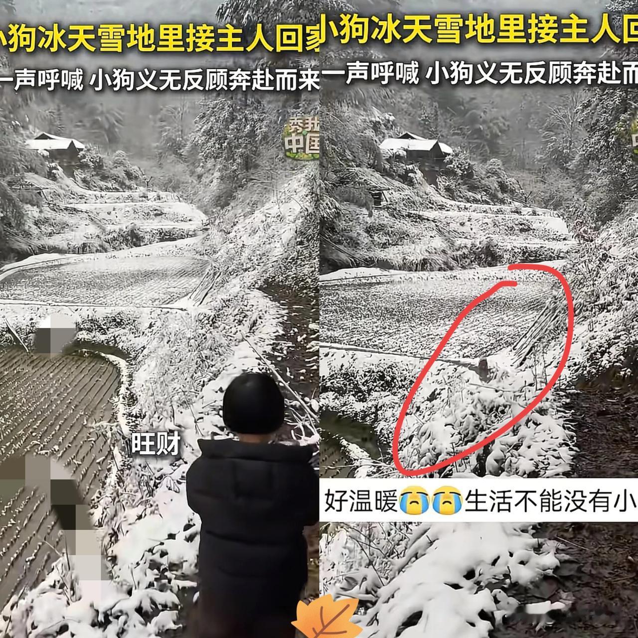 被新华社点赞的这一幕，暖到心窝里了！湖北女子带女儿回老家，远远喊了声“旺财”，身