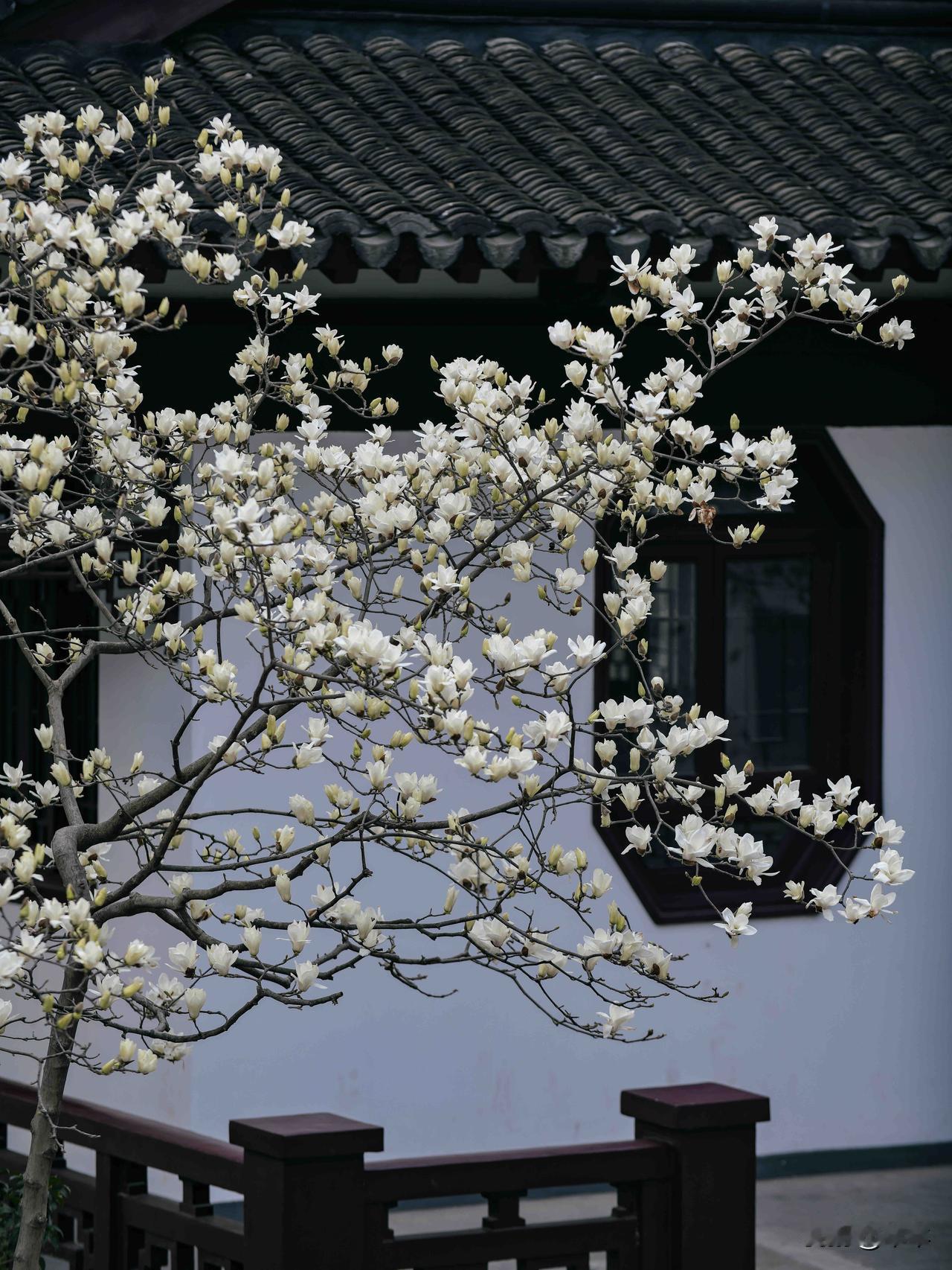 这两天朝天宫和灵谷寺因为玉兰花开被挤爆
很少有人知道这个地方——清凉山，都以为崇