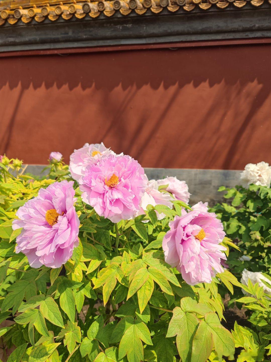 景山公园春日随拍摄影北京初夏美景 ​​​