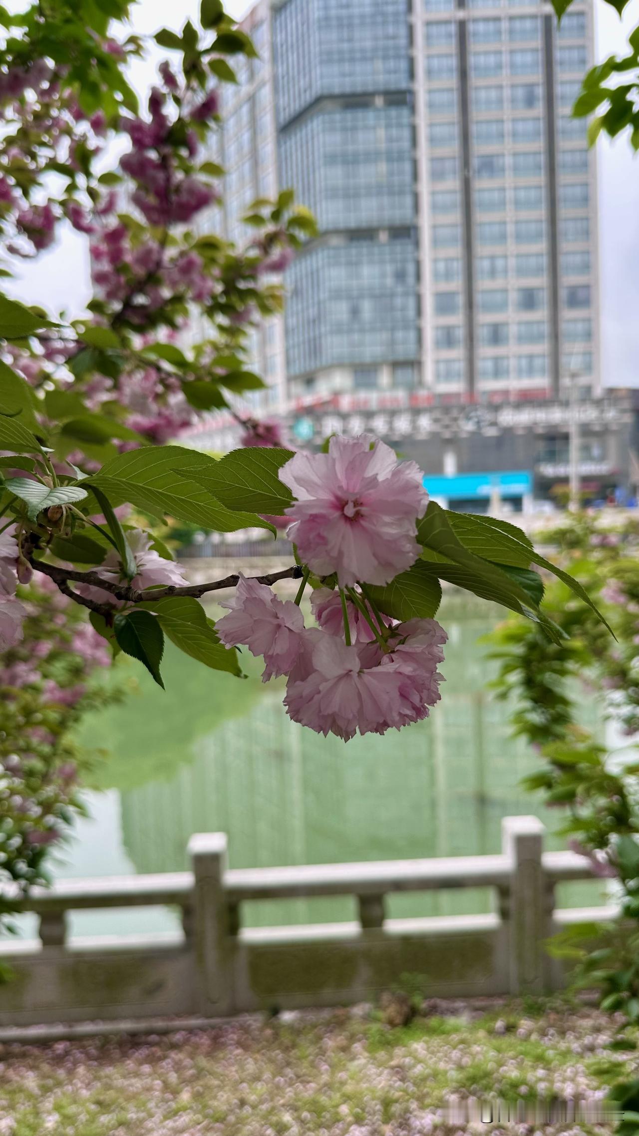 台北人在苏州，台积电股价今天最高冲上台币2100元，为什么懂股票的我，却反而输给