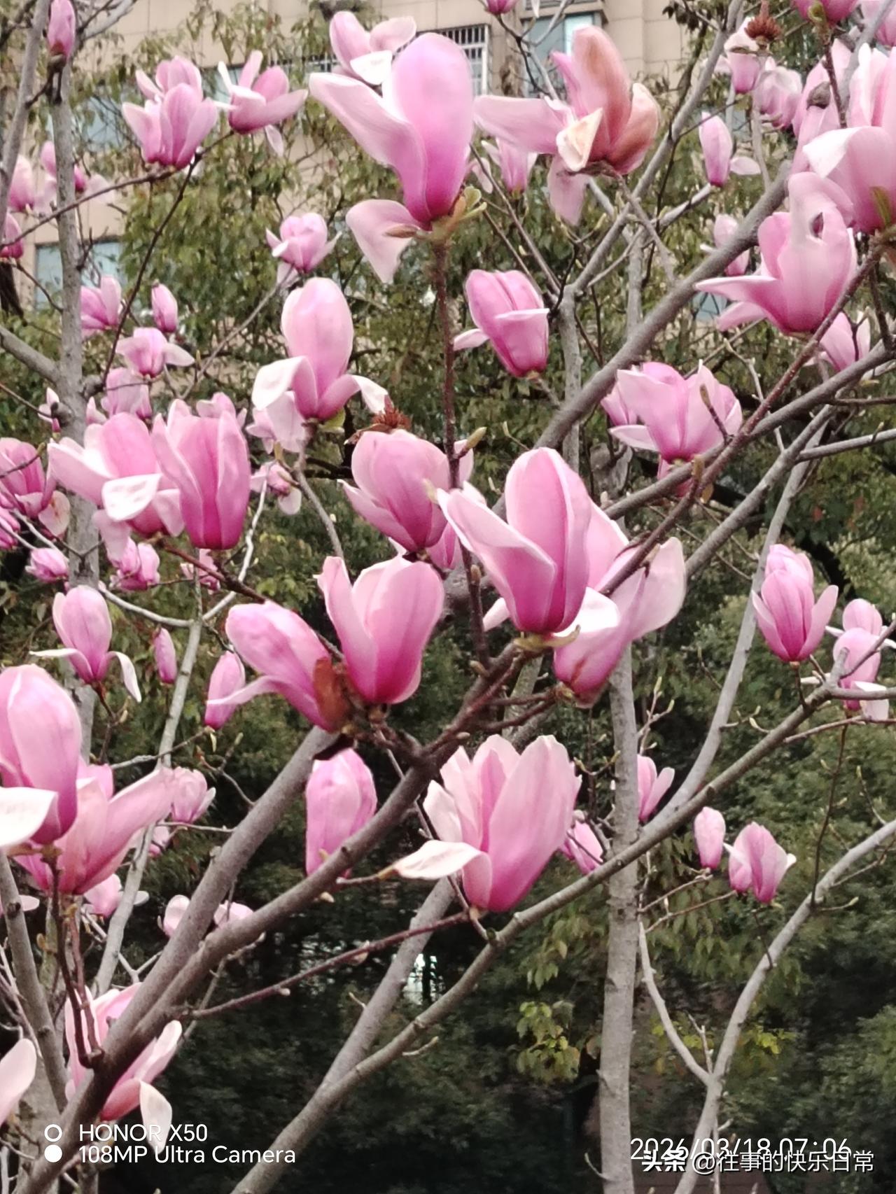 如何看待现在流行的老年大学3月18日长江岸边晨练赏玉兰花盛开