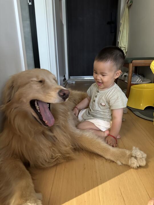 金毛周末带娃