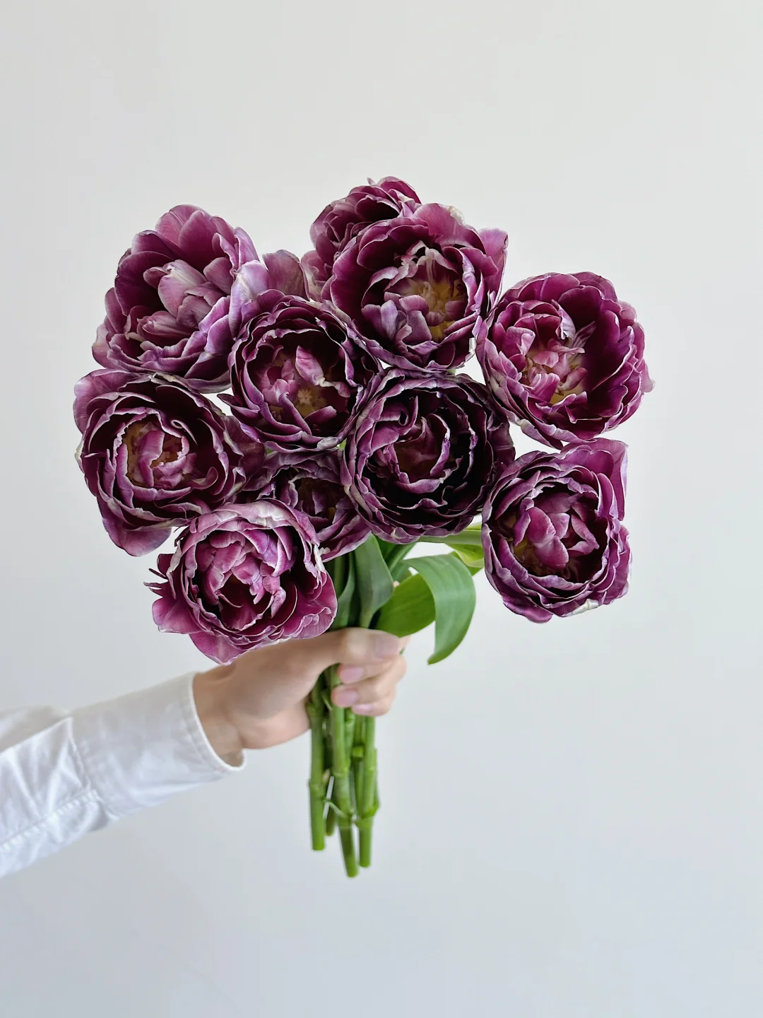 日本郁金香· Dream touch