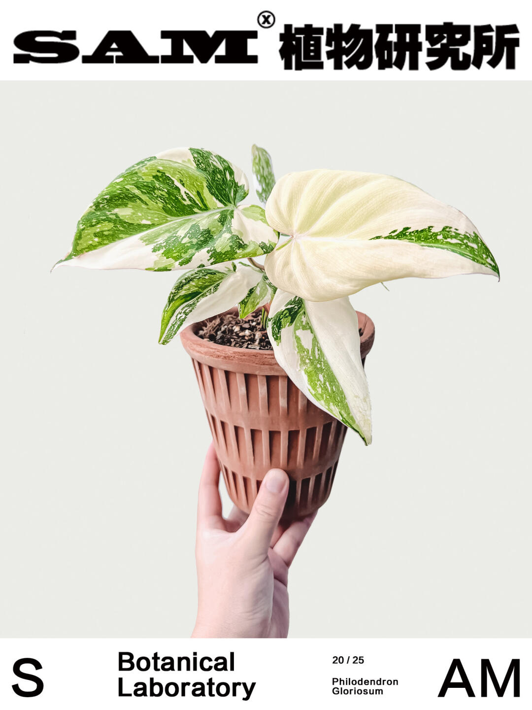 明脉锦蔓绿绒｜Philodendron Gloriosum Vari