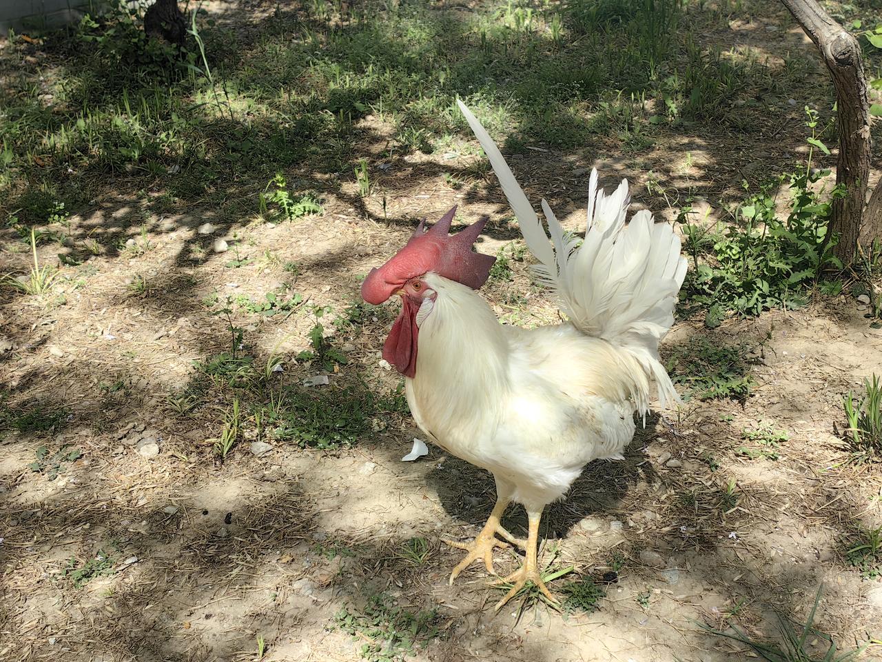 谁家的“白衣公子”也出来放风啦！