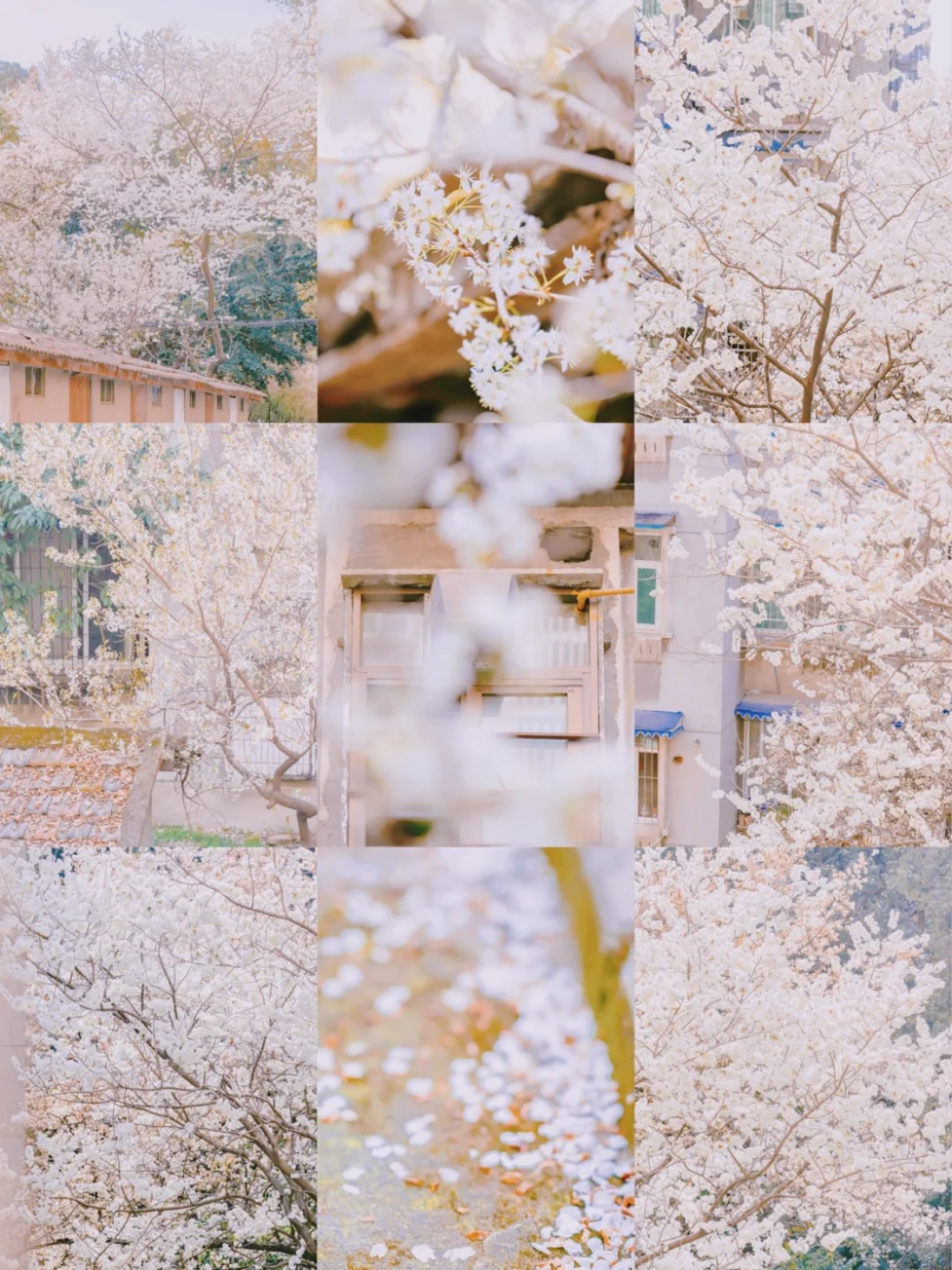 楼下的樱花🌸🌸🌸