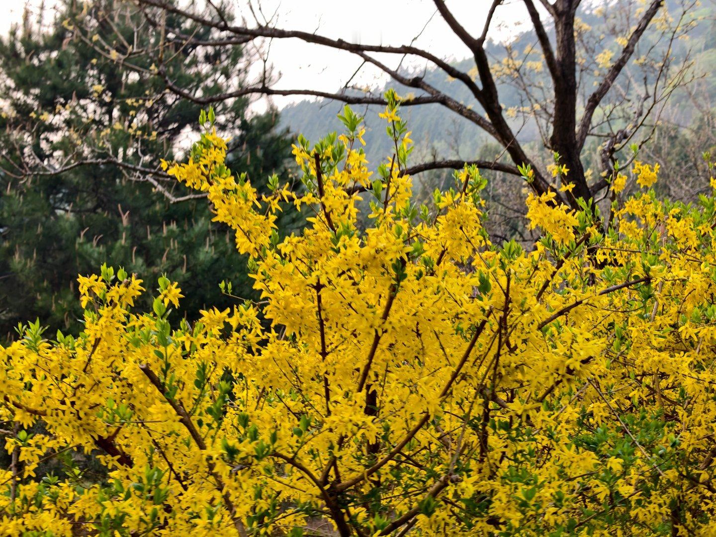 iQOO15 Ultra今天的逛吃逛吃出的美图全靠iQOO15 Ultra雁栖湖