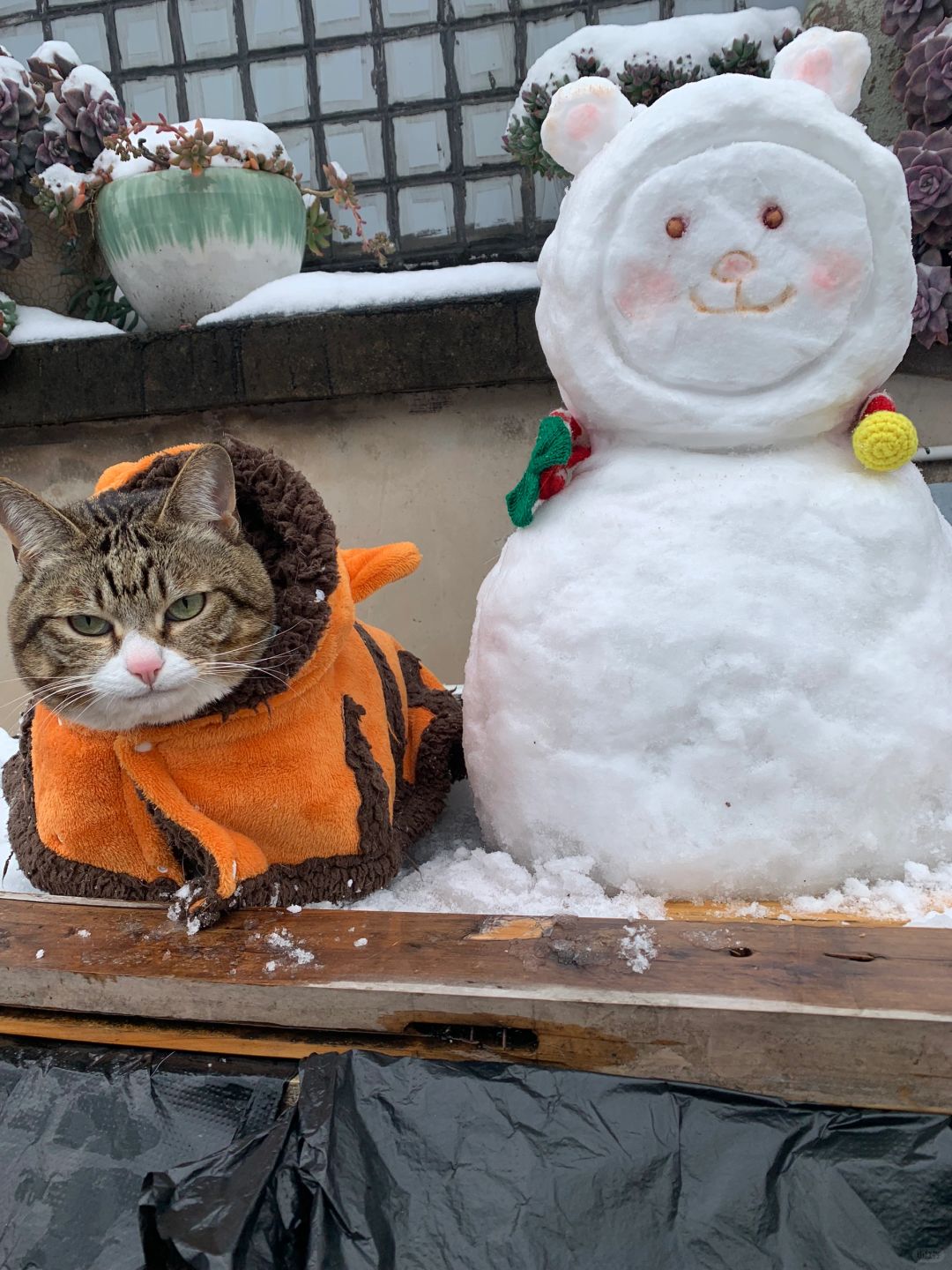 南方小猫第一次堆雪人☃️