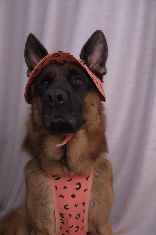 有人问我多少钱可以养德牧？