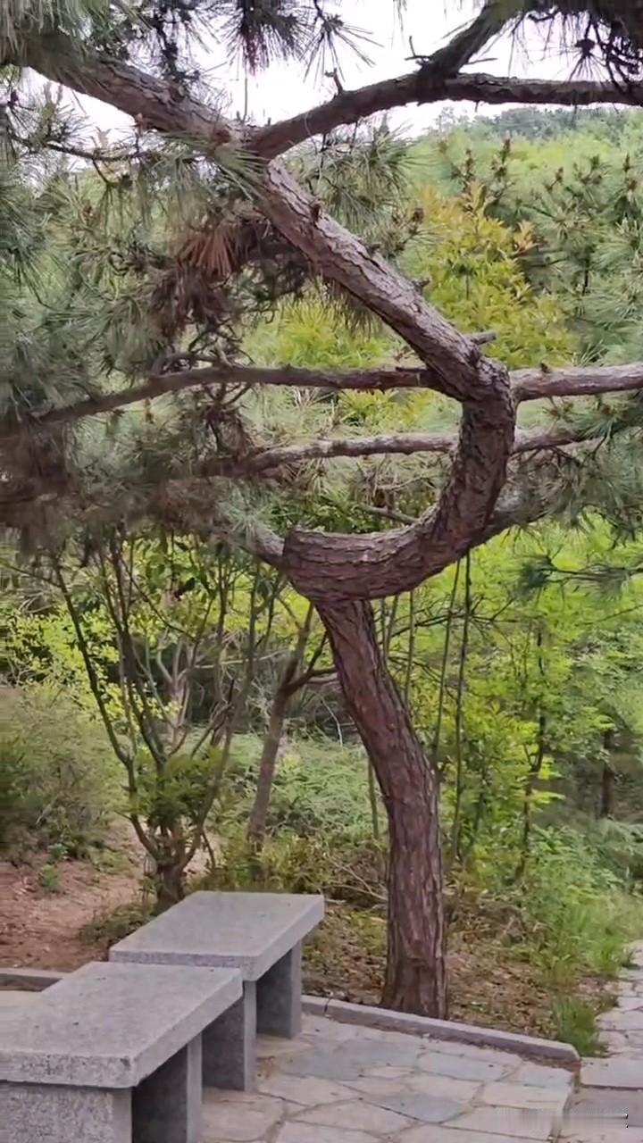 ，什么花都行
好多天没上头条了，看到邀请，我看一下还有没有截图，可都是视频的😄