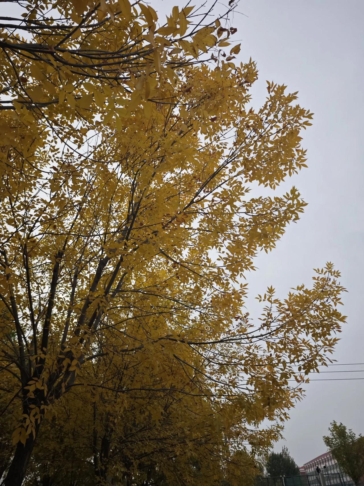 天津女排输了，总感觉很憋屈，不是技不如人的感觉，而是有劲使不上。
可能是想赢怕输