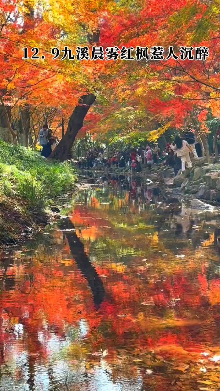 12.9九溪晨雾红枫惹人沉醉。