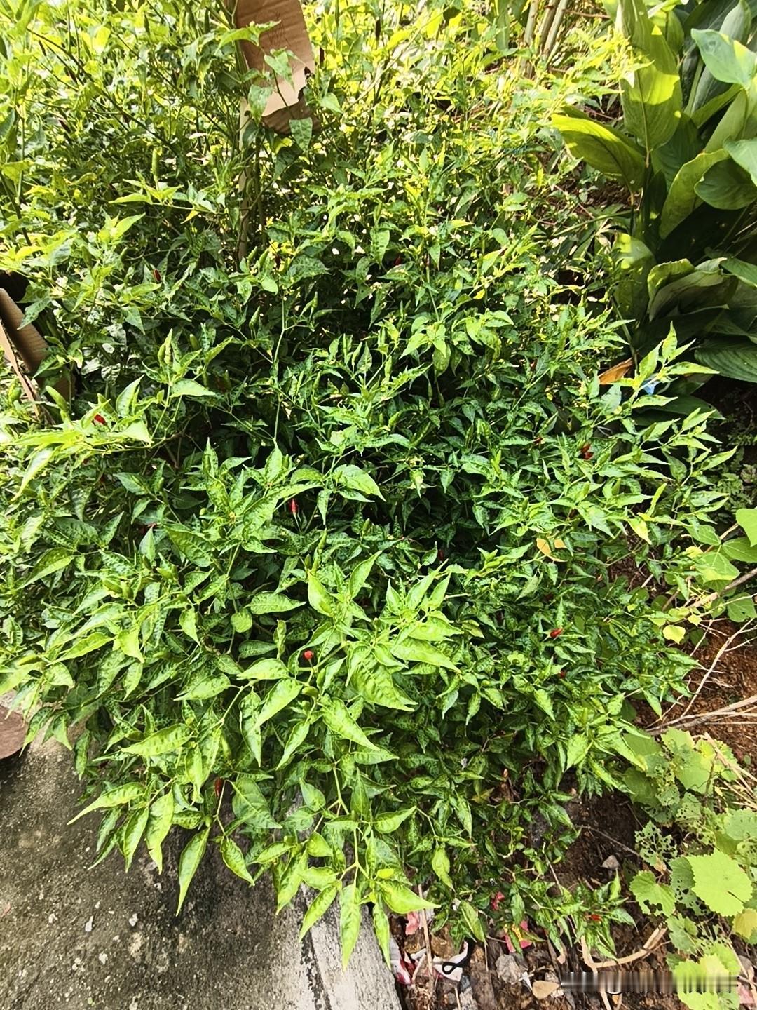 来有小米椒吃了