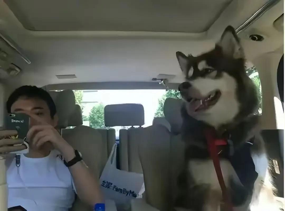 当王思聪的爱犬真幸福[偷笑]坐豪车，吃得好睡得舒坦，这狗命好，被王思聪养着。